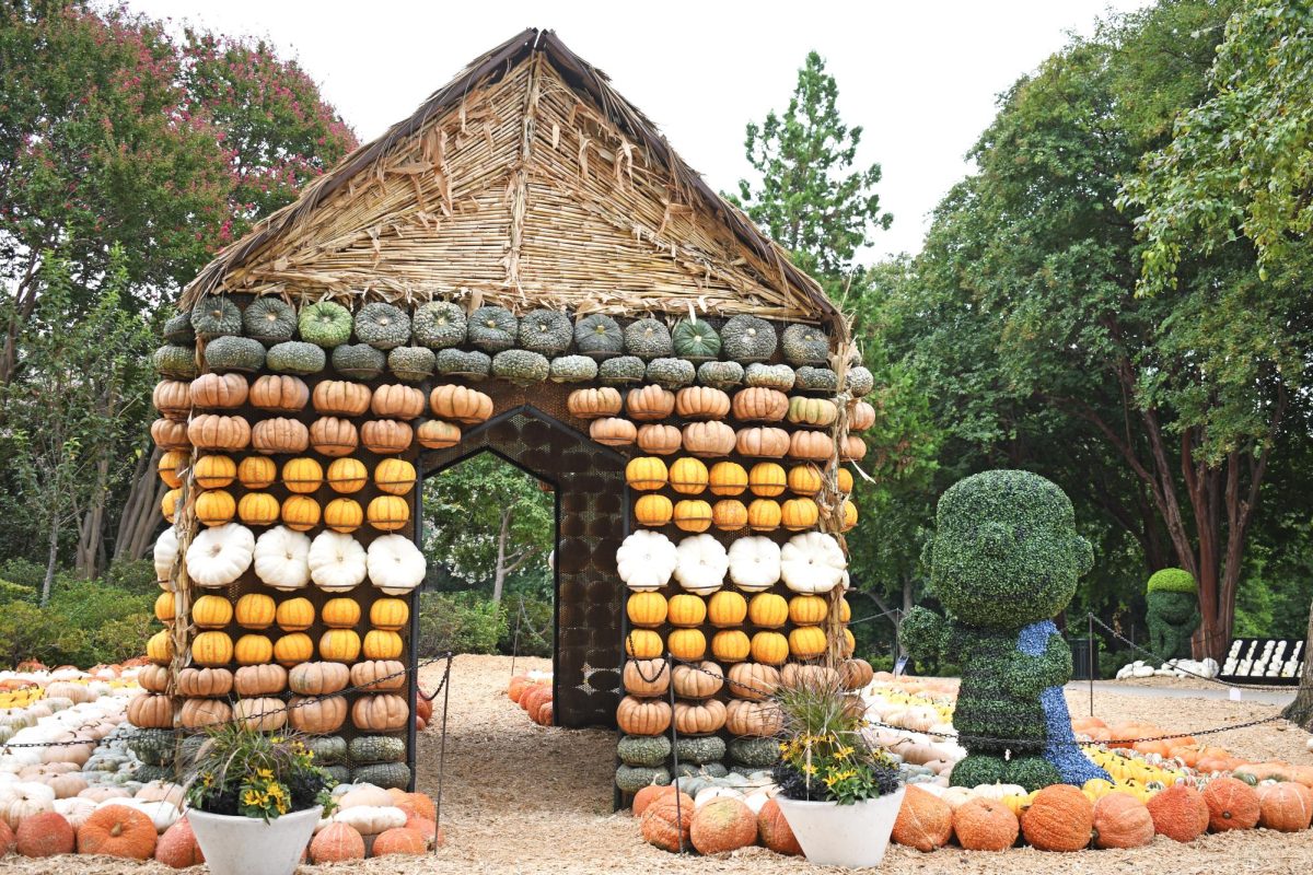 A shrub shaped as Linus, the blanket-holding character from Peanuts gang, stands outside a pumpkin structure at the Dallas Arboretum.